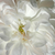 Bela - Hybrid Perpetual vrtnice - White Jacques Cartier